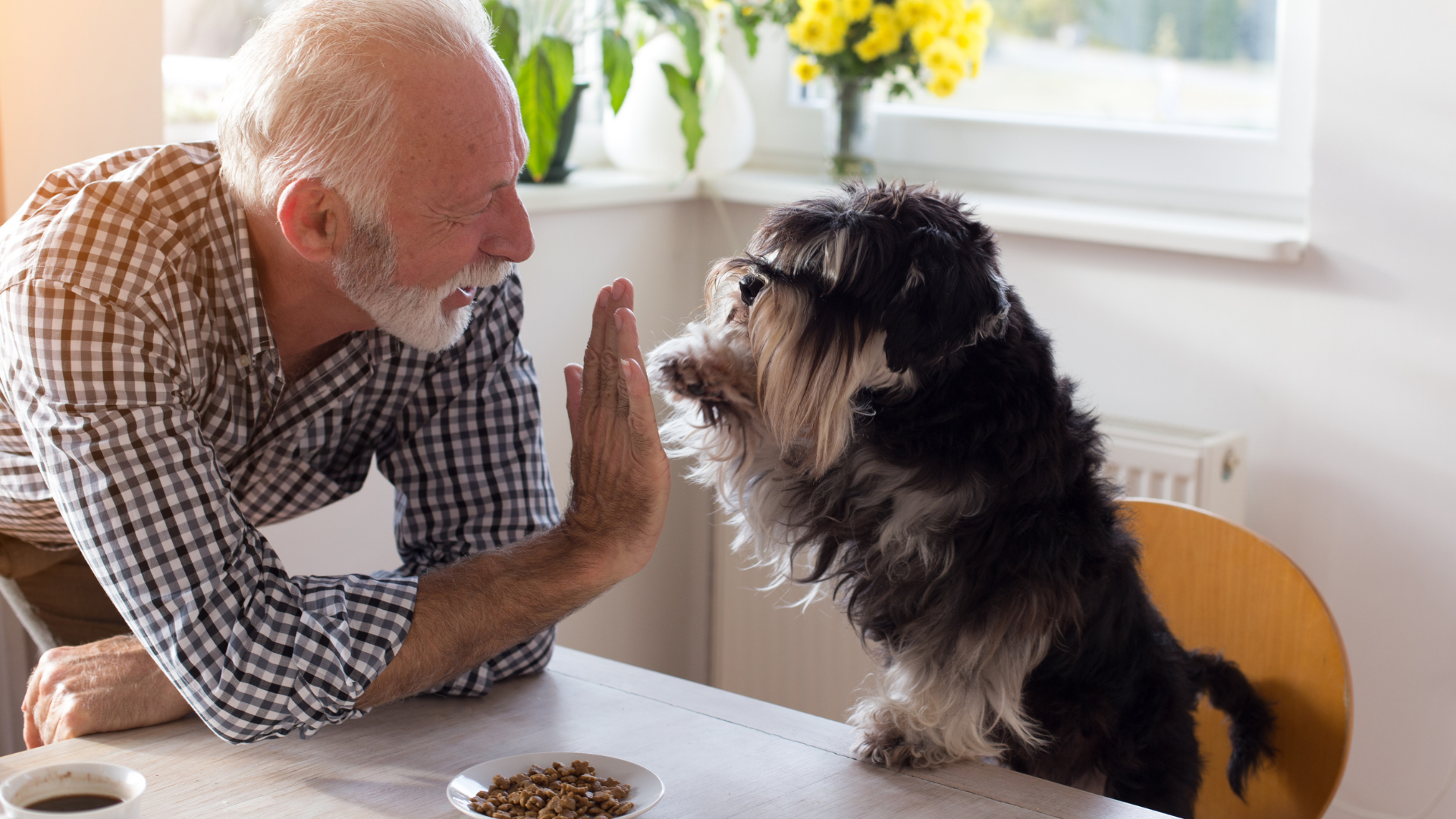 Antibiotics for dogs and cats