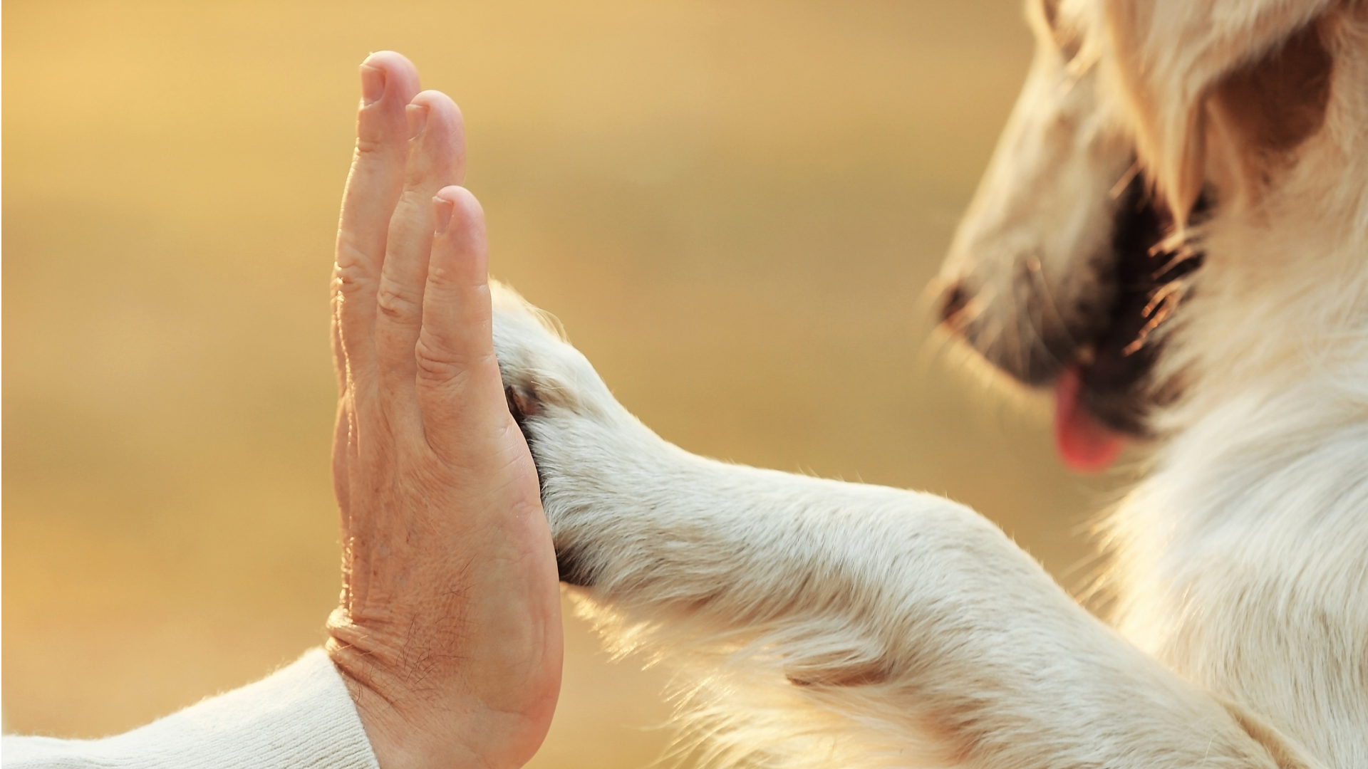 How does Petscribers help with your pet’s medication?