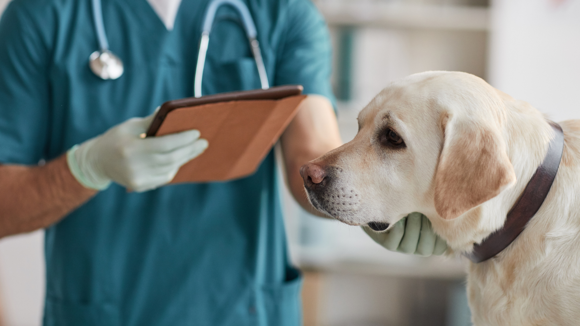 Dog at the vet - Petscribers