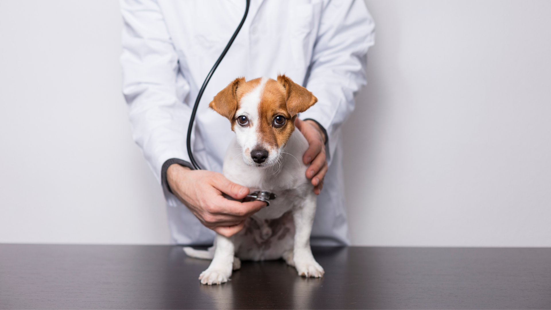 Buying pet meds online: What every owner needs to know