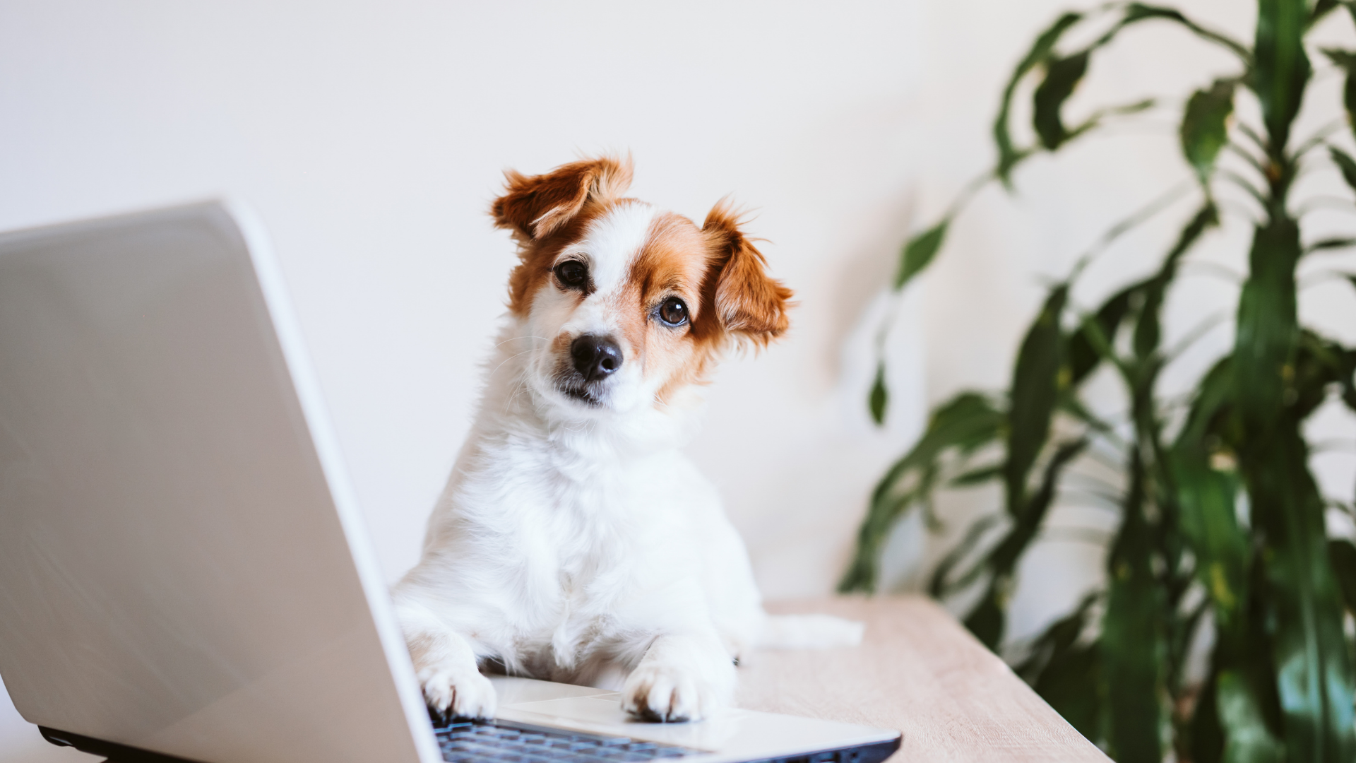 Puppy looking for insurance online - Petscribers