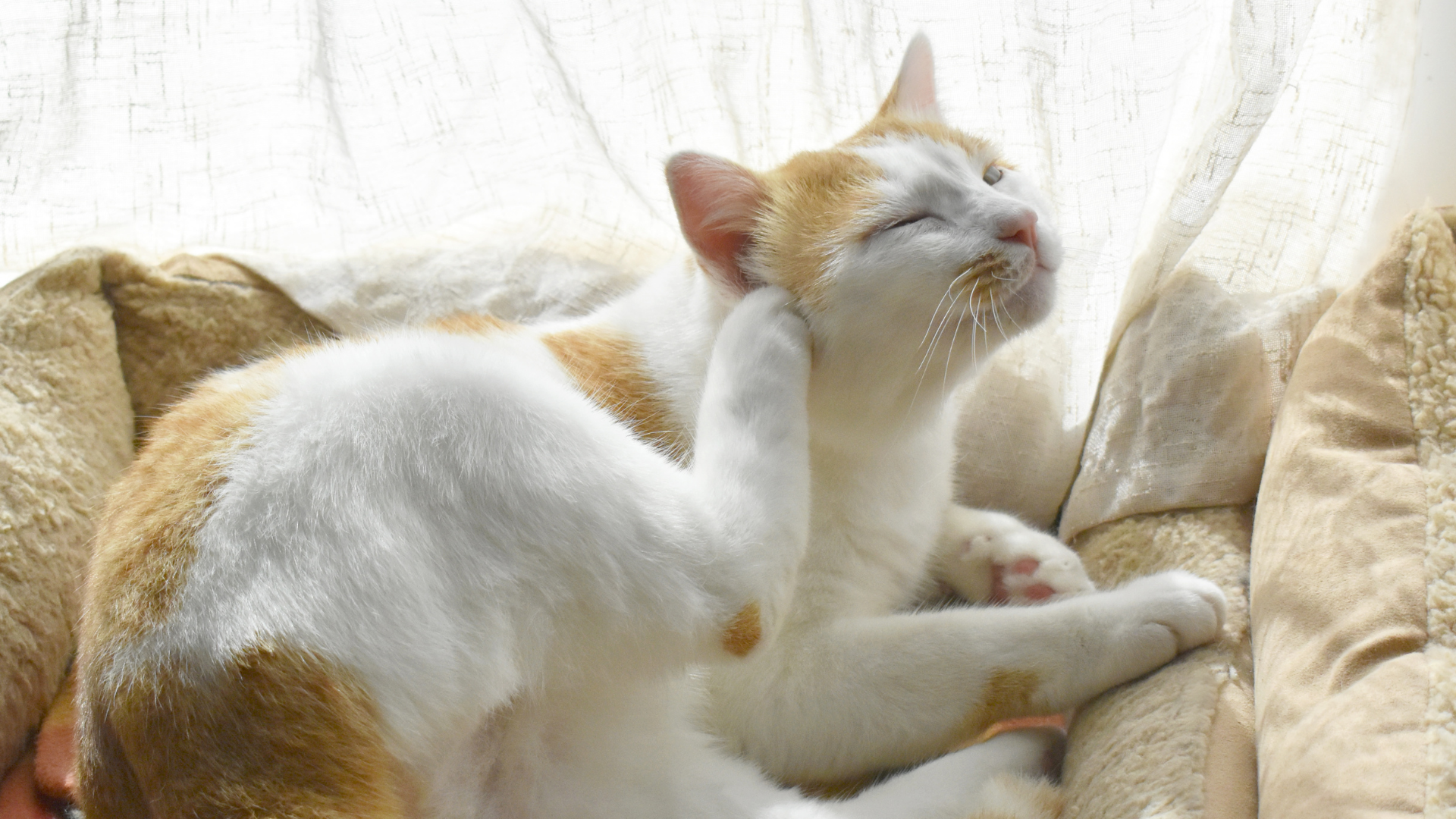 The ultimate guide to fleas on dogs and cats