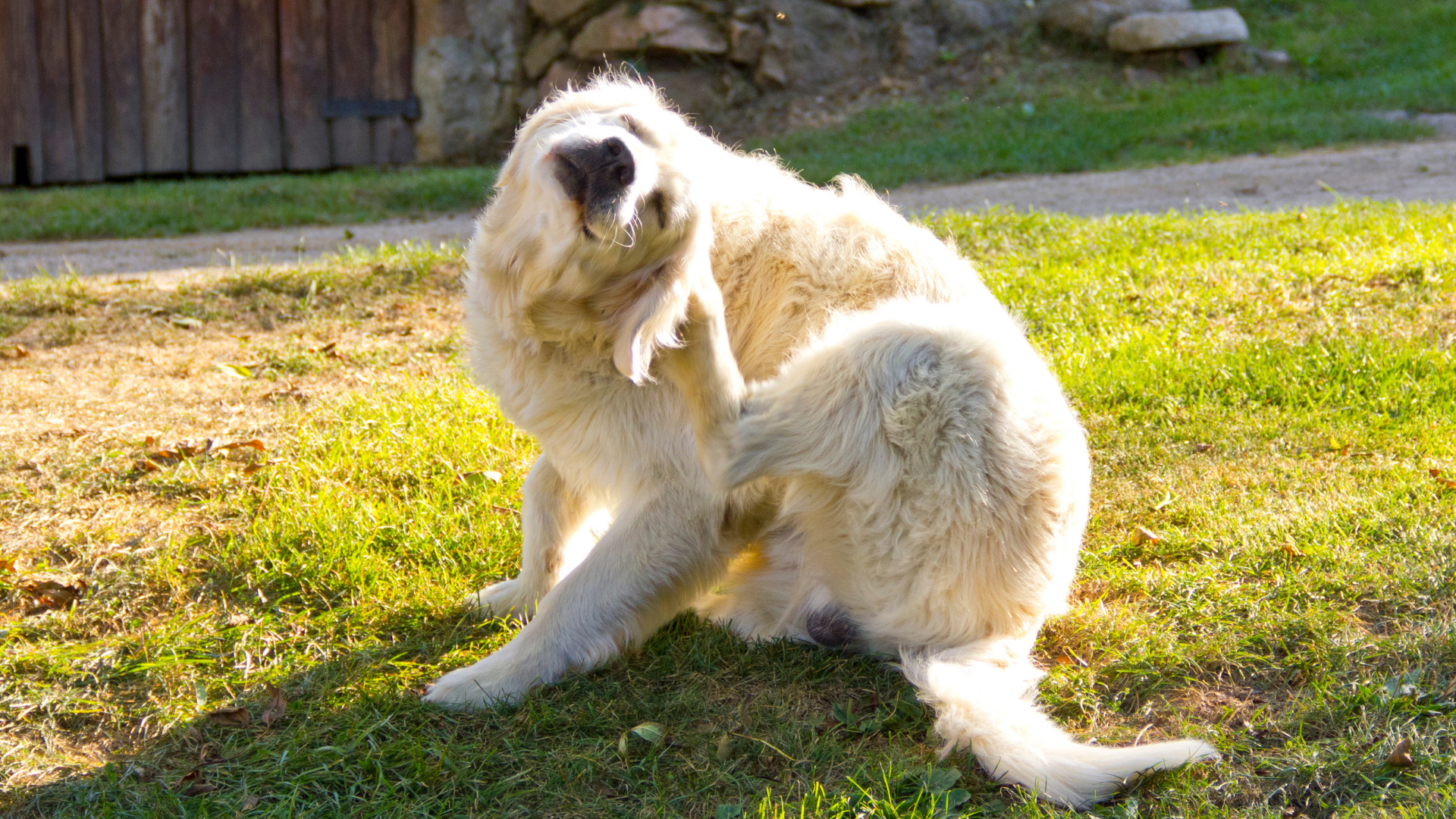 Dog scratching with fleas - Petscribers