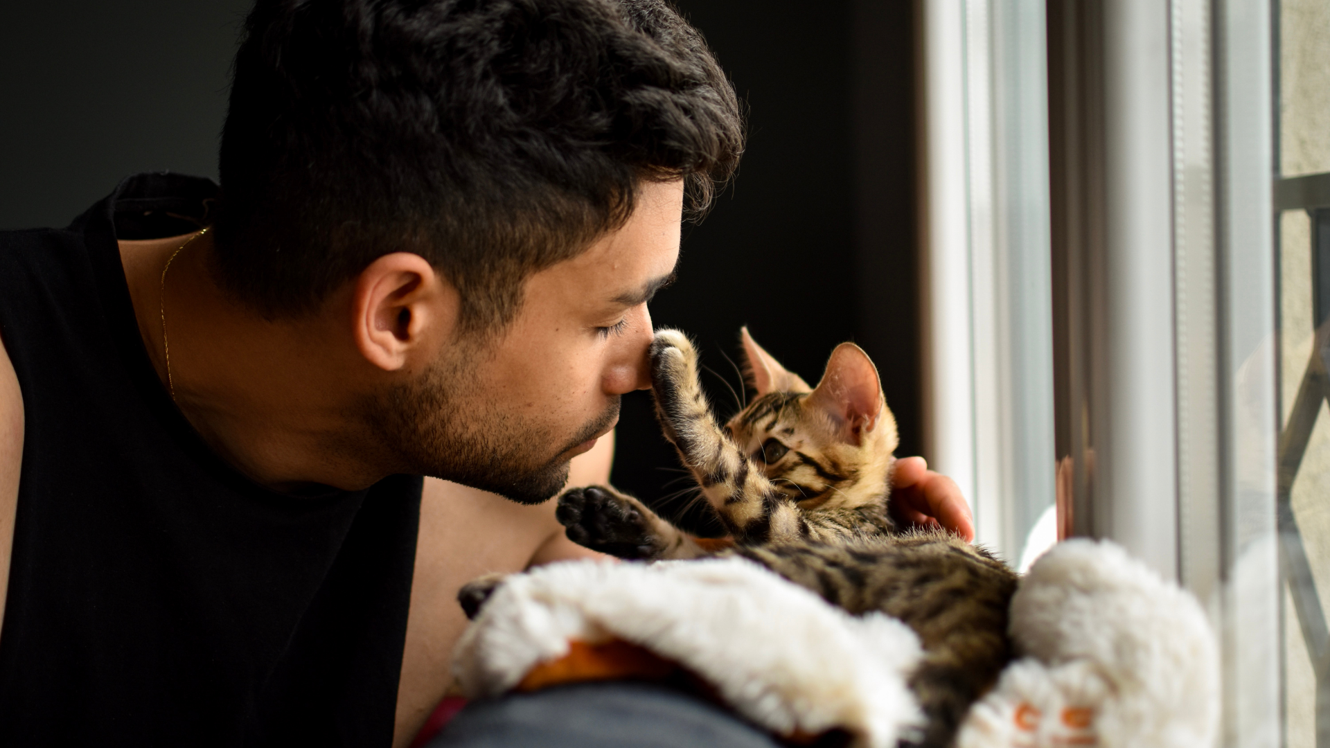 Pussy cat cuddles in the window - Petscribers