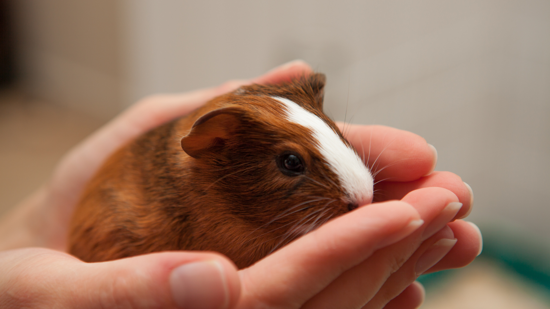 Brown and white guinea pig - Petscribers