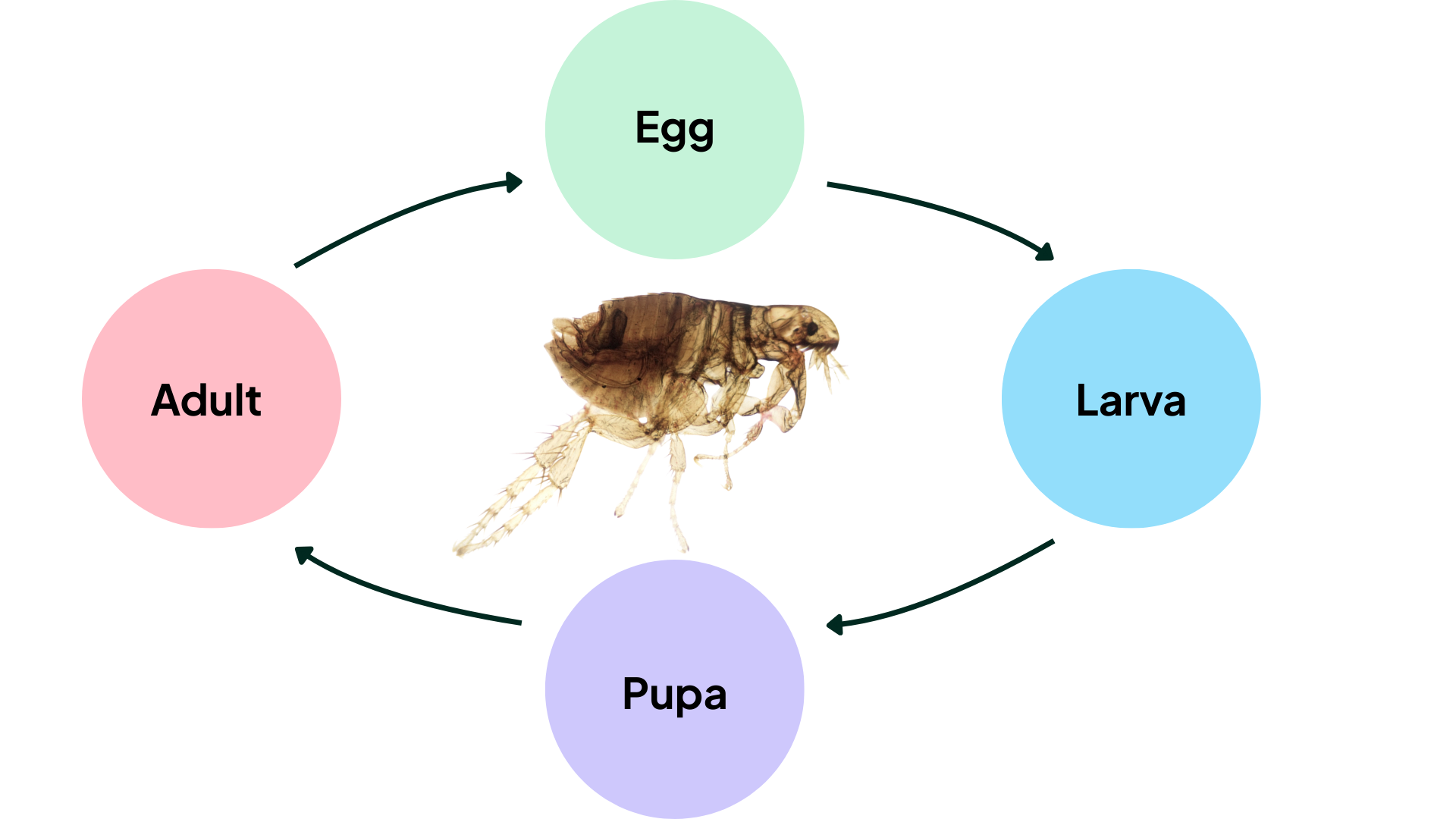 life-cycle-of-a-flea-showing-egg-to-larva-to-pupa-to-adult