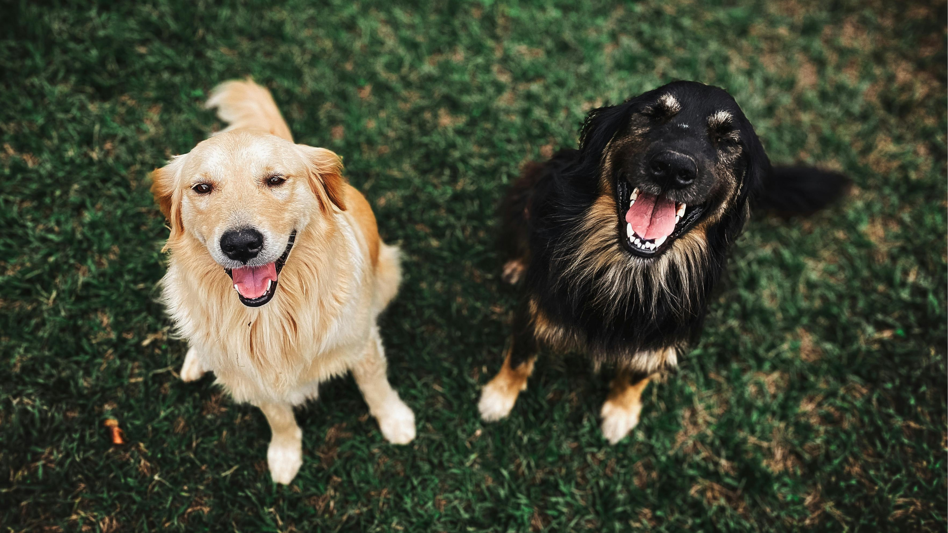 The true cost of dog ownership