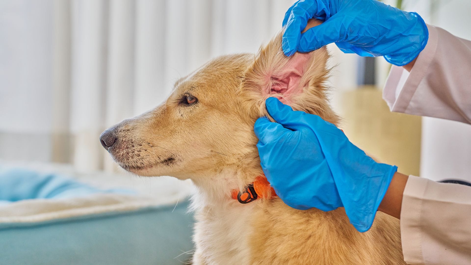 Dog being checked out at the vet - Petscribers