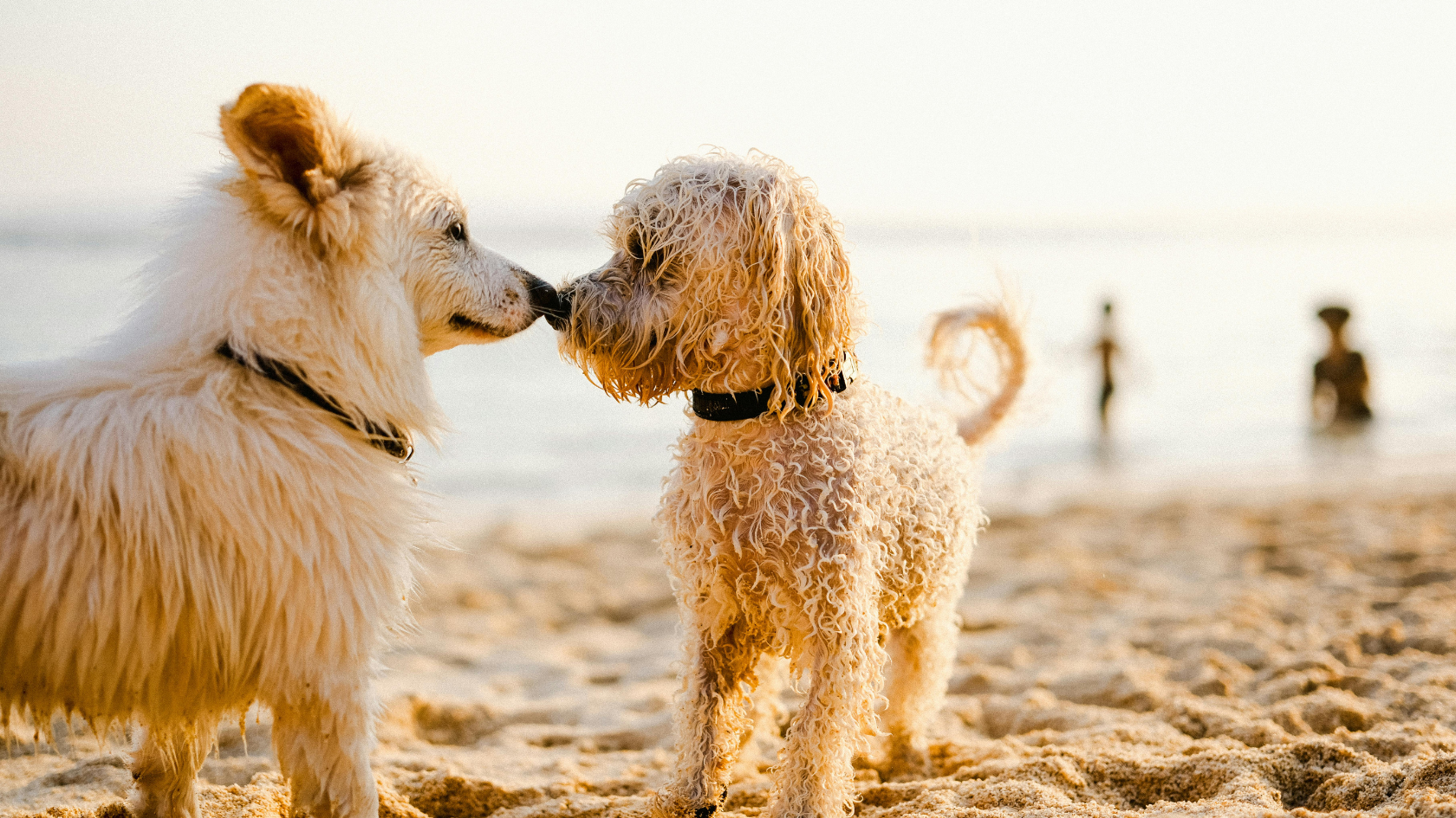doodle-and-spitz-type-dog-touching-noses-on-the-beach