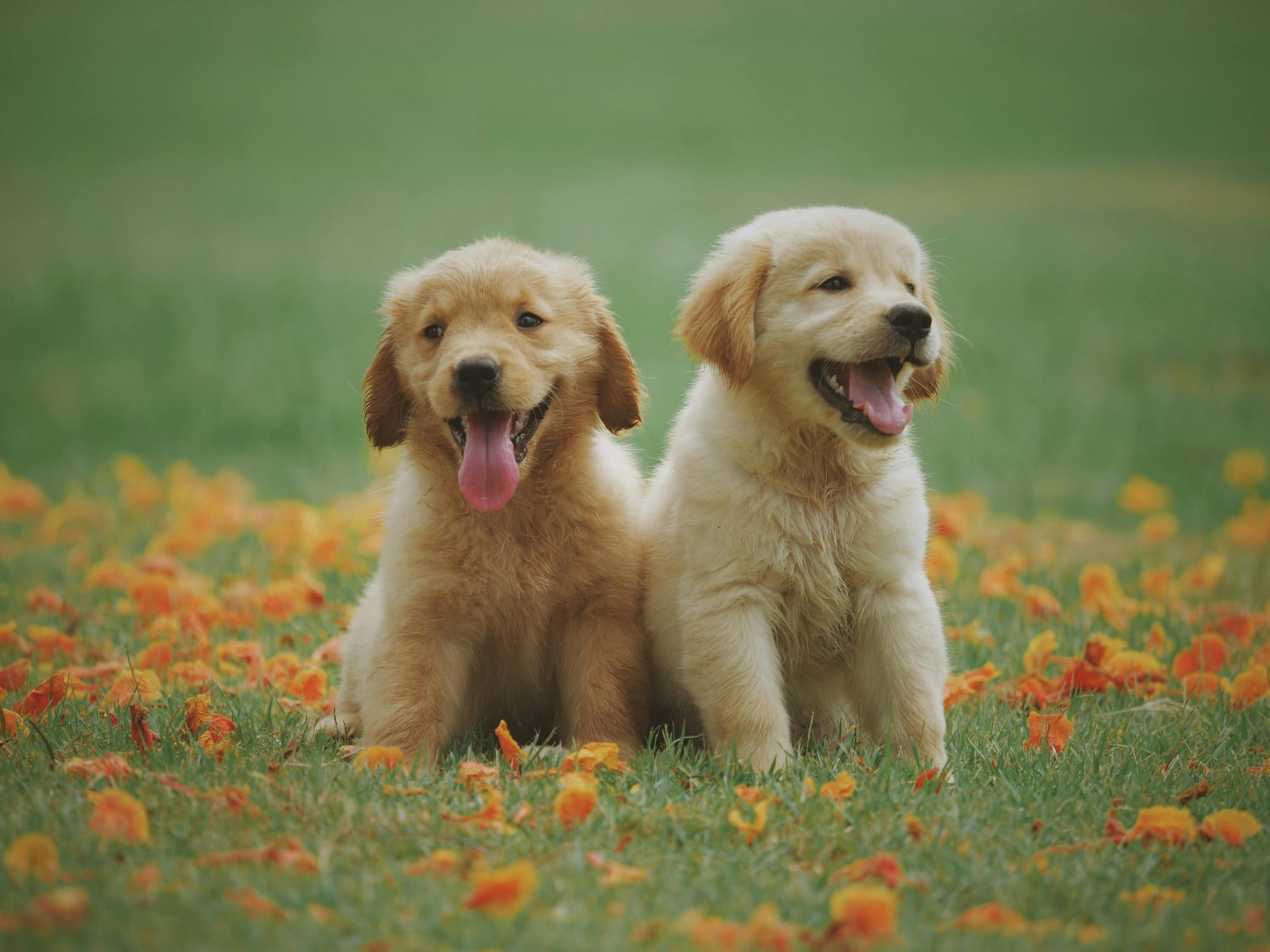 Two puppies having fun in the grass - Petscribers