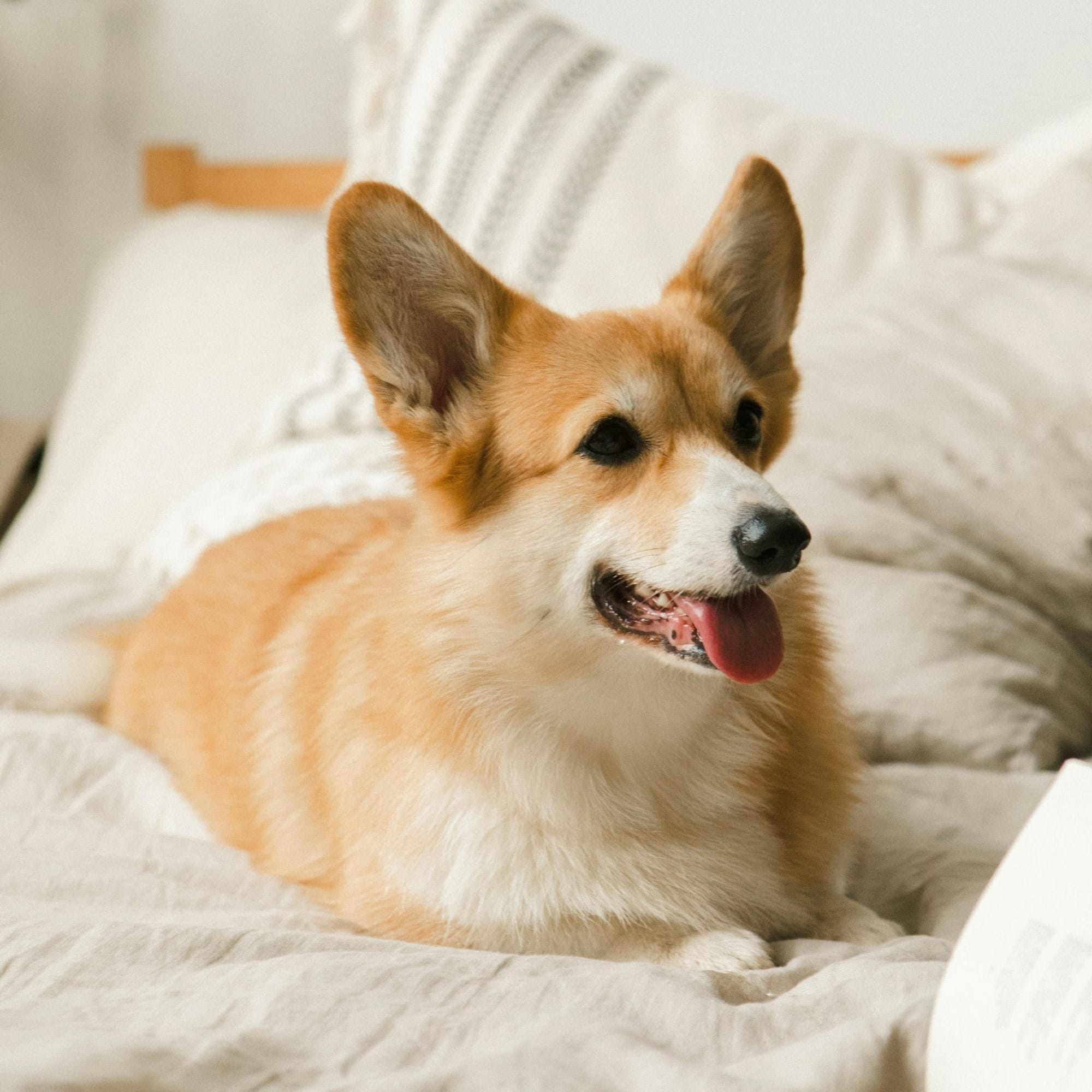 Dog sleeping on the bed with you - fleas