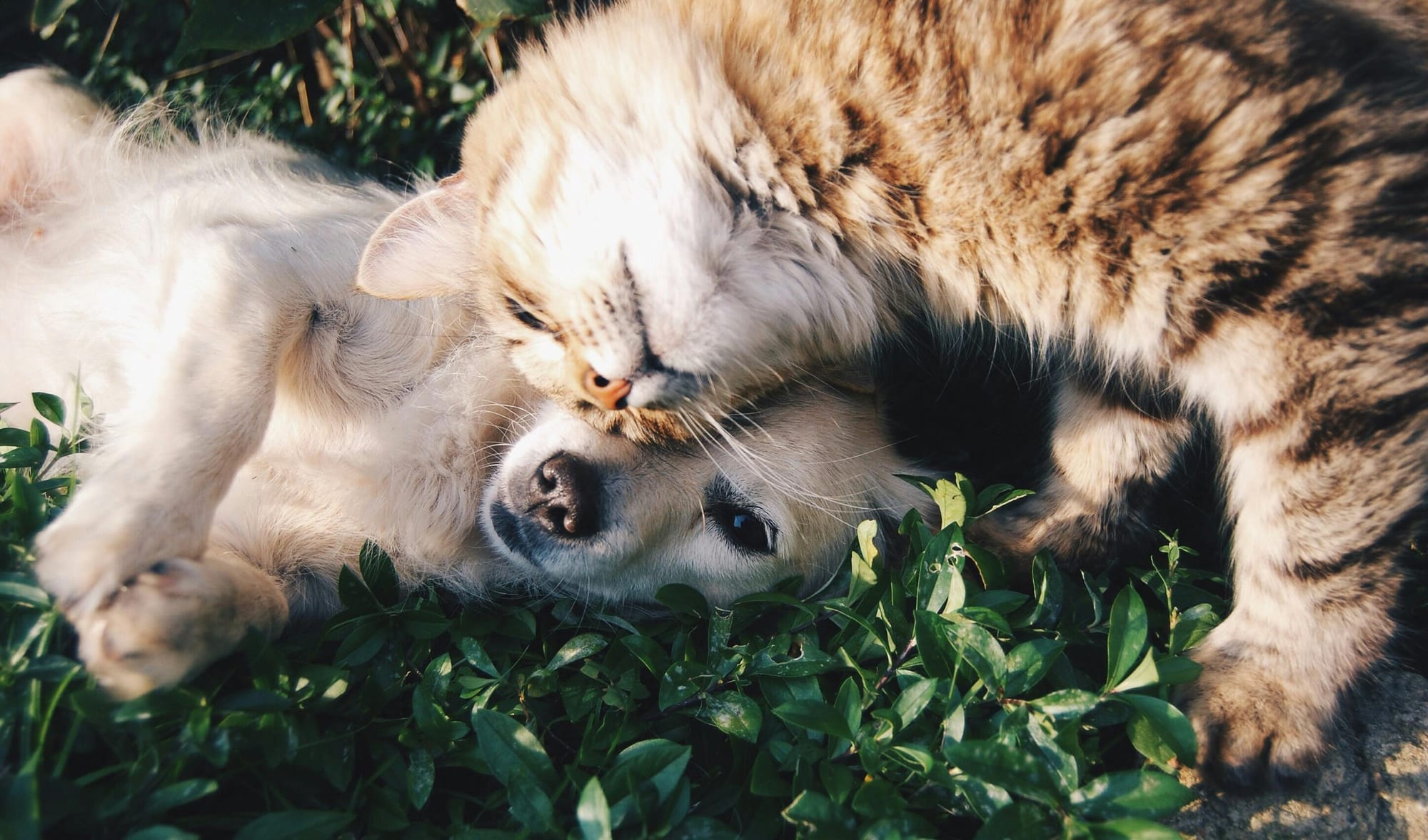 Dog and cat snuggles in the garden