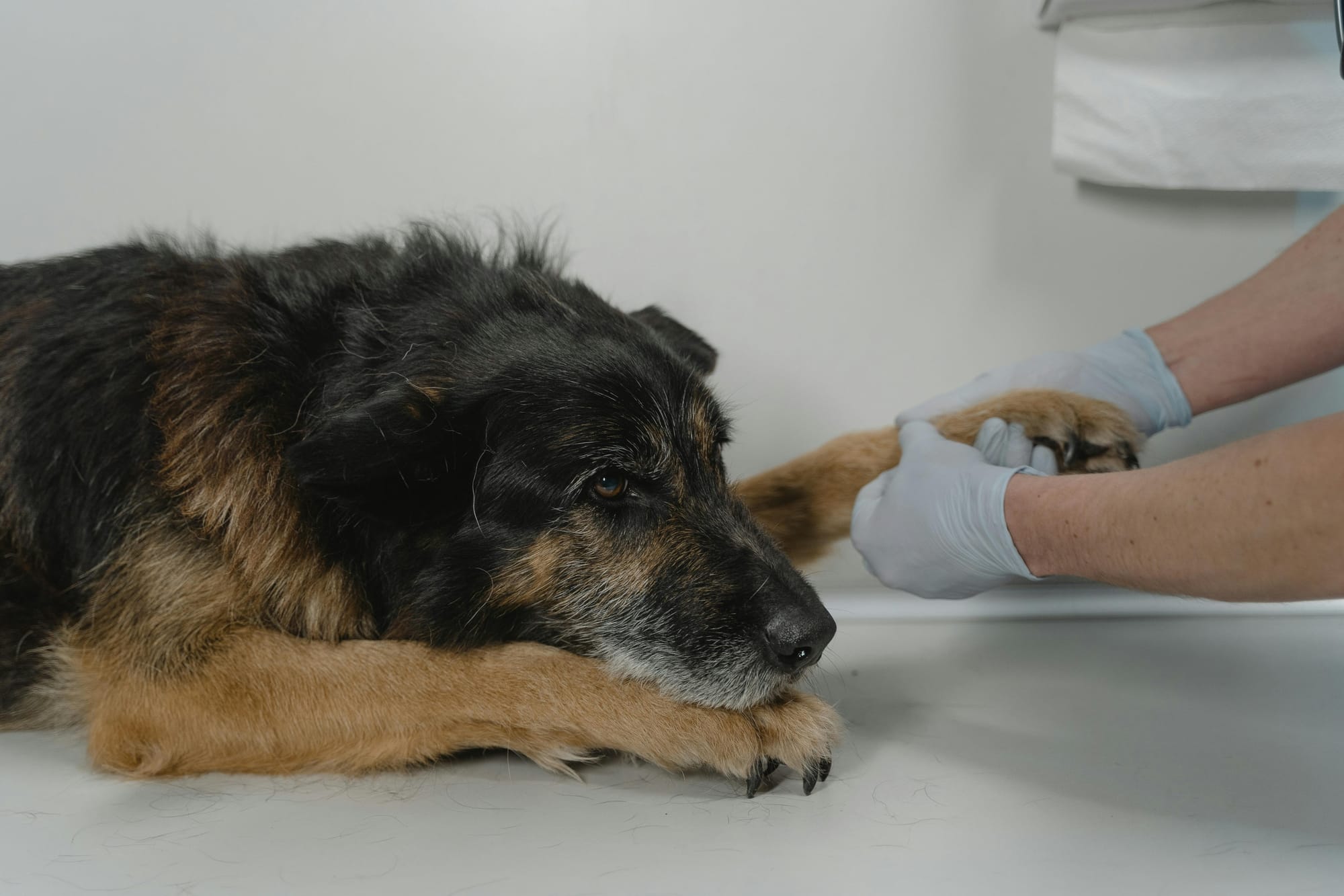 Older dog visiting the vet