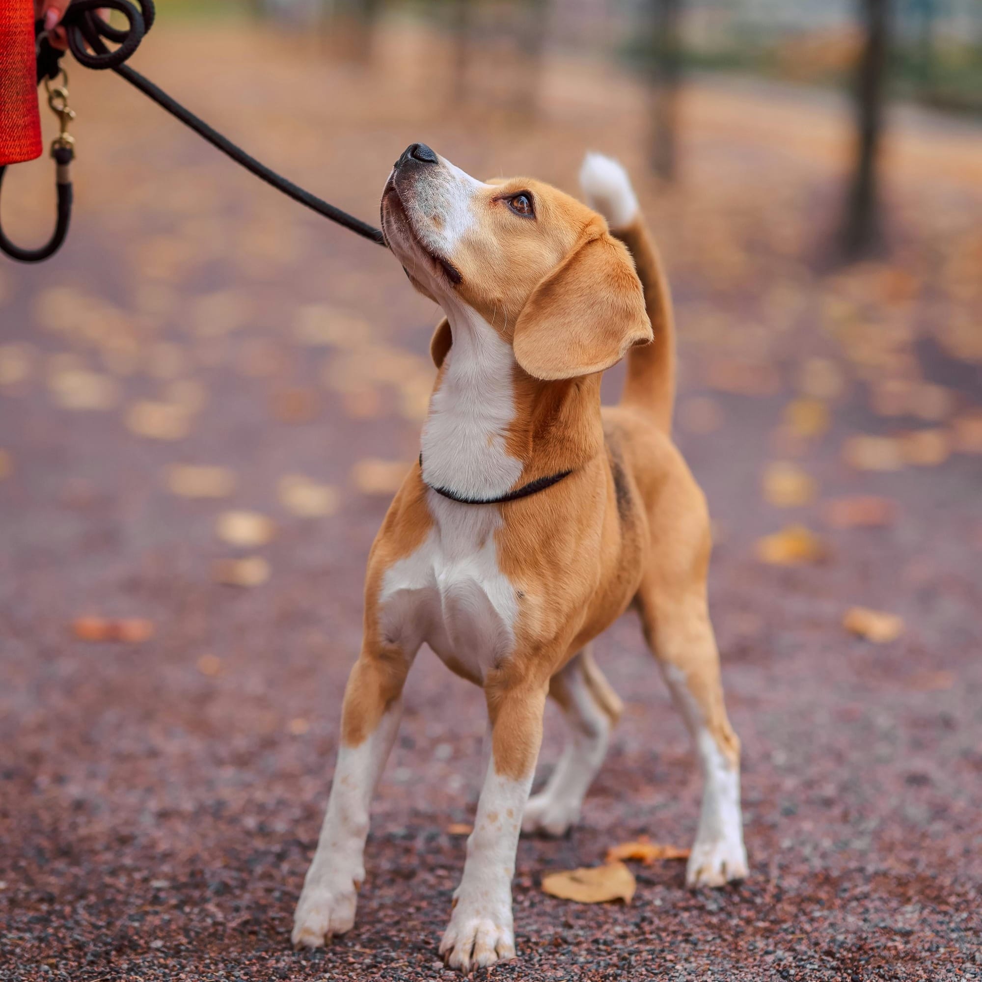 Dog out for a walk - Petscrbers