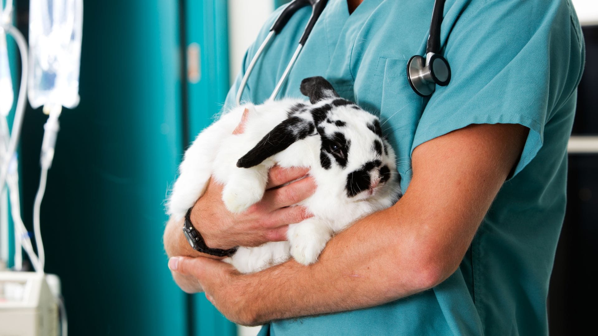 Vet with a bunny rabbit - Petscribers