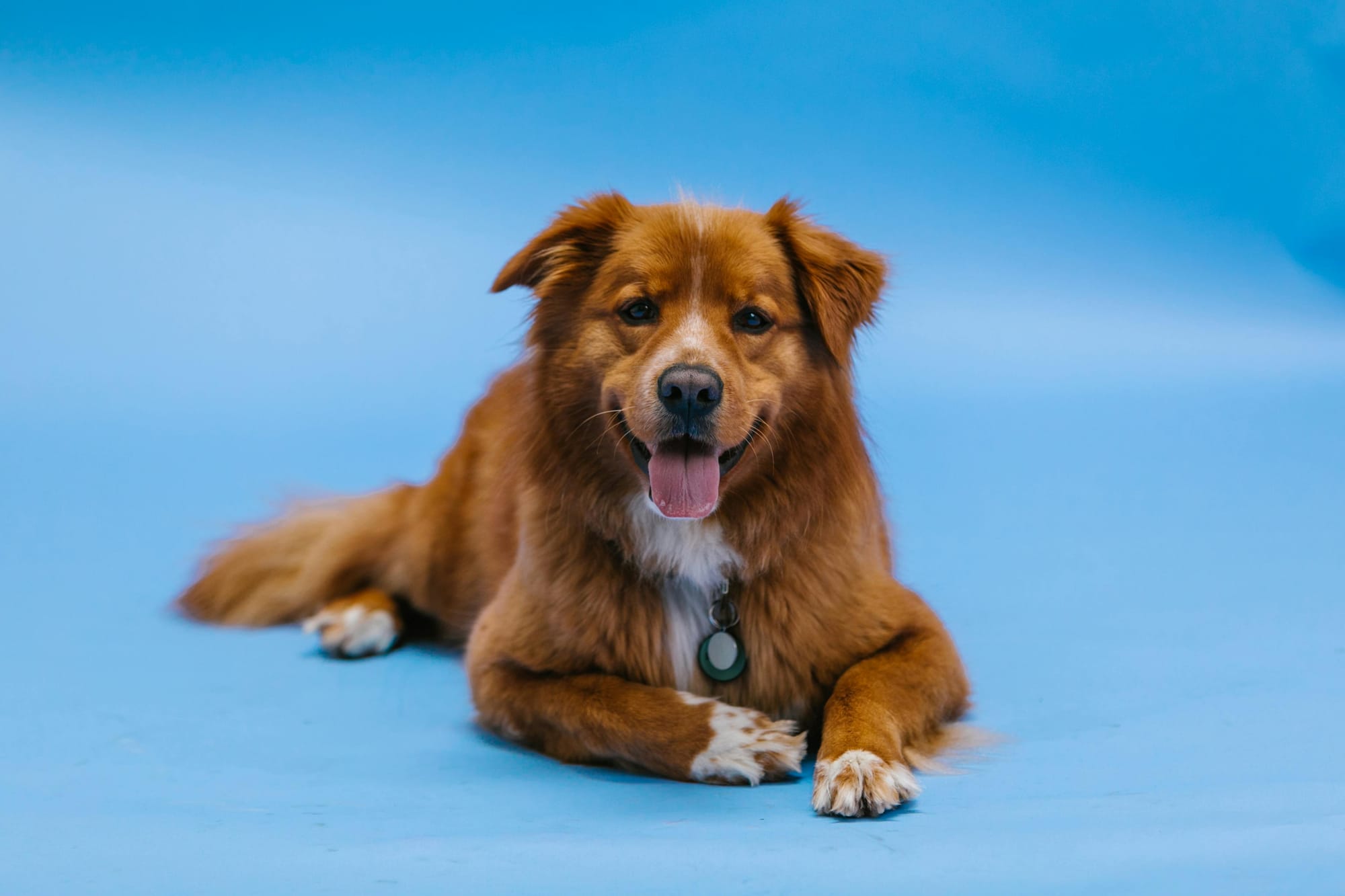 Petscribers Privacy Policy